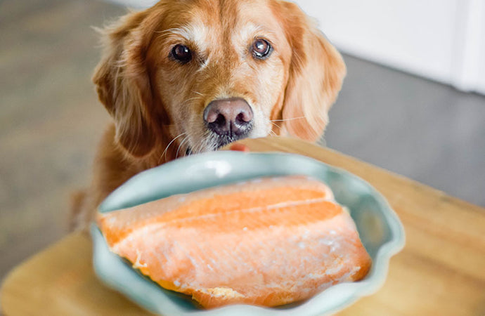 Why add the salmon oil to your dog's diet?
