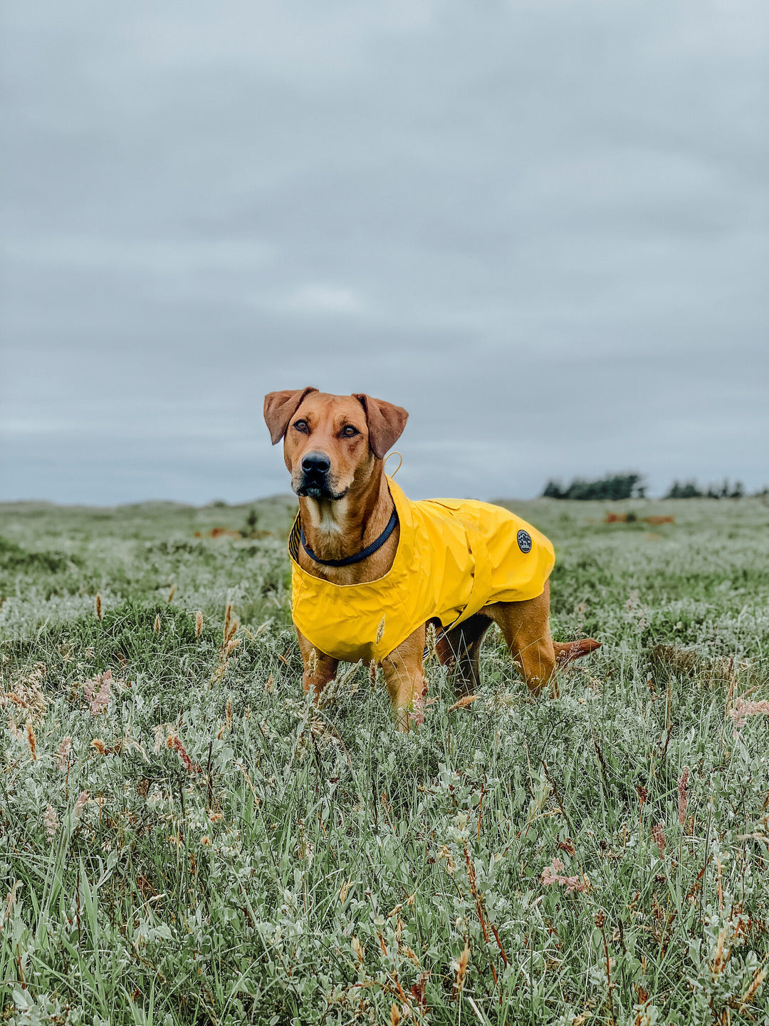 MILFORD Raincoat - Hunter Pet Store -lightweight wind repellent and waterproof raincoat for dogs -with neck collar and closed belly area -individually adjustable belly strap with Velcro fastener -opening for the attachment of a leash to the collar and harness -elastic loops for the hind legs -attractive, classic design -washable at 90 °F