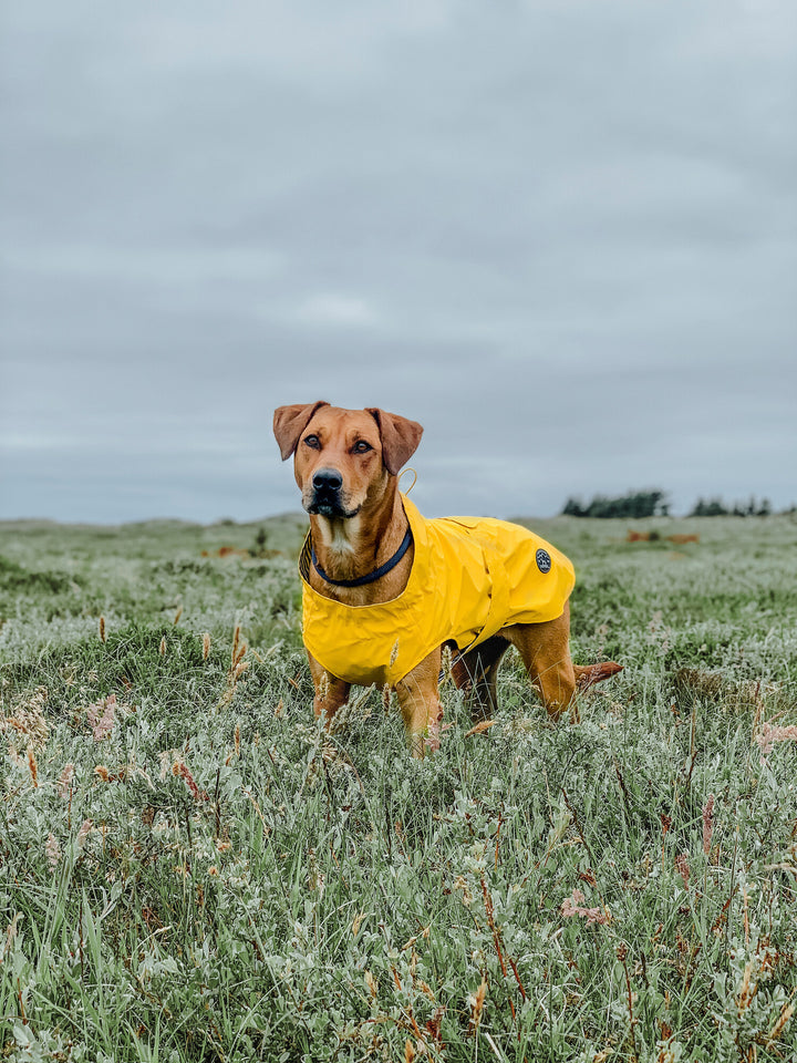 MILFORD Raincoat - Hunter Pet Store -lightweight wind repellent and waterproof raincoat for dogs -with neck collar and closed belly area -individually adjustable belly strap with Velcro fastener -opening for the attachment of a leash to the collar and harness -elastic loops for the hind legs -attractive, classic design -washable at 90 °F