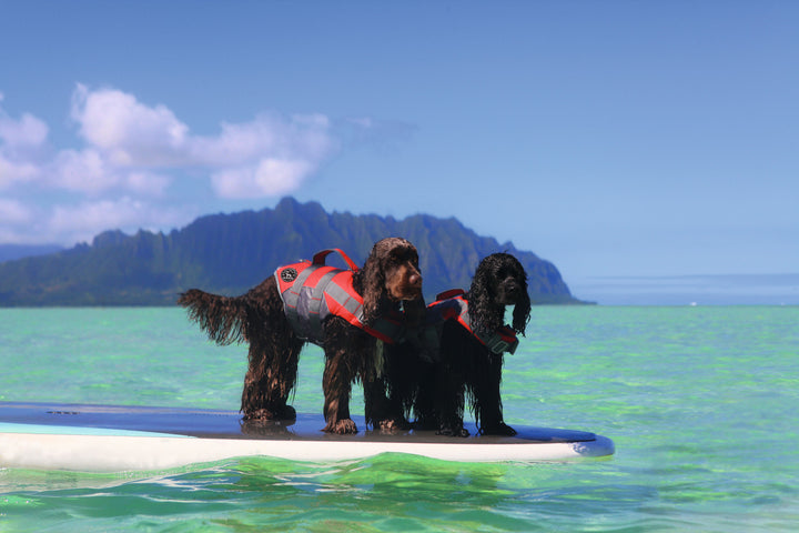 MOSS Life Jacket - Hunter Pet Store -swim vest with hand strap for dogs -ideal for boat and canoe trips as well as stand-up paddling -with Velcro and click fasteners on the belly -optimal safety due to good visibility -easy to clean and washable -can support buoyancy in the water