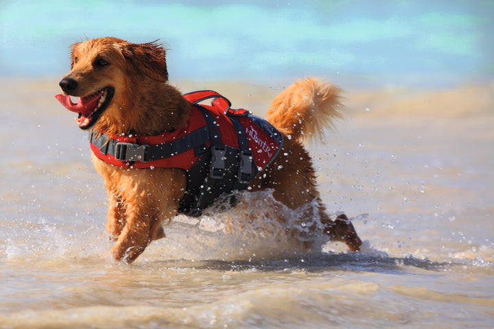 MOSS Life Jacket - Hunter Pet Store -swim vest with hand strap for dogs -ideal for boat and canoe trips as well as stand-up paddling -with Velcro and click fasteners on the belly -optimal safety due to good visibility -easy to clean and washable -can support buoyancy in the water