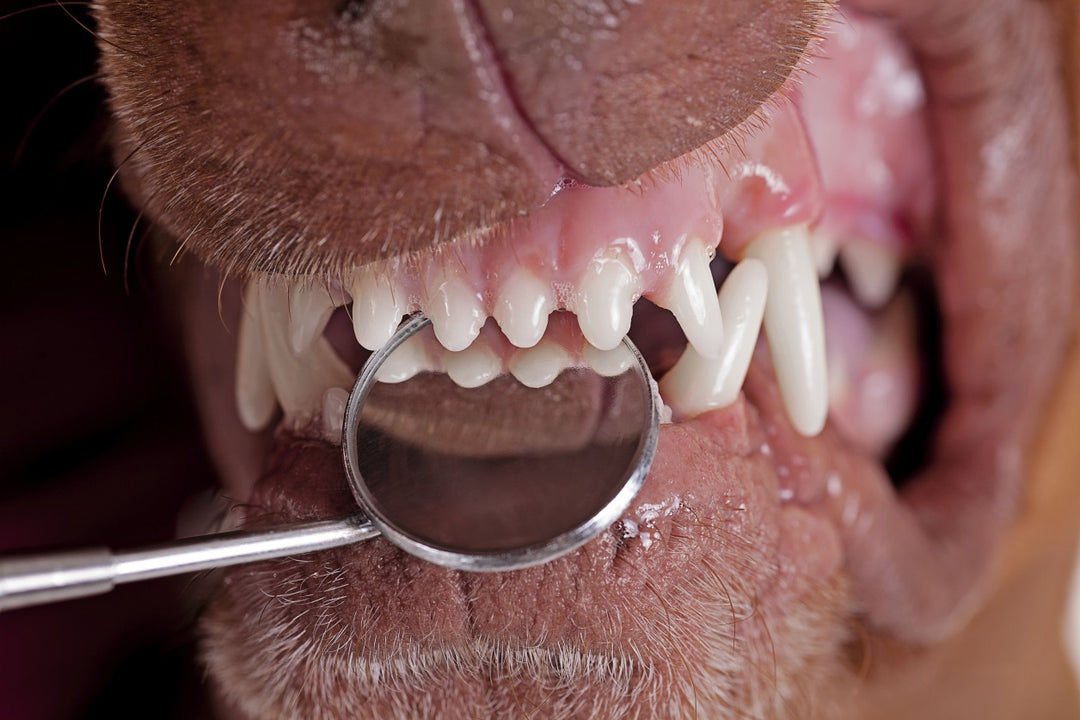 How do you care about your dog’s teeth?