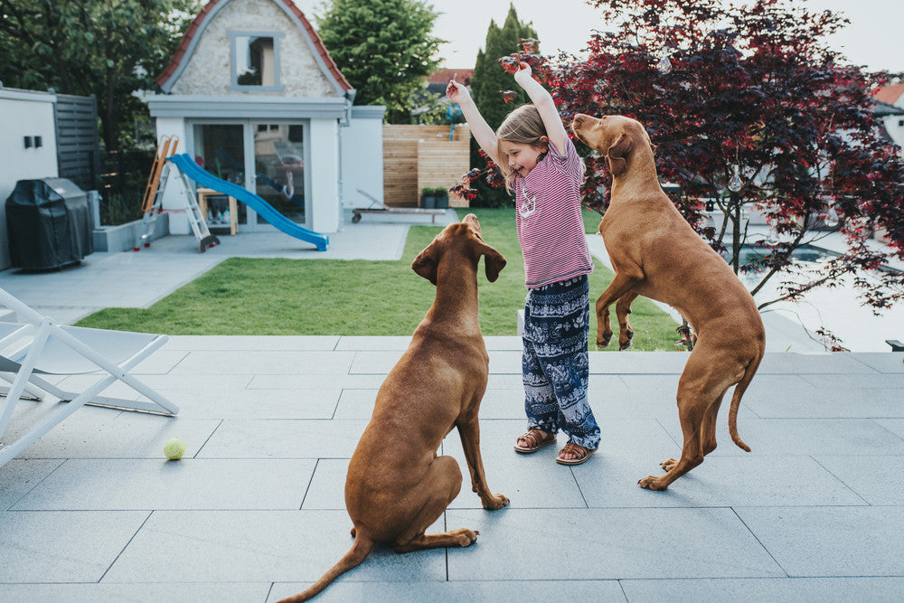 Girl in backyard playing with two red dogs jumping for what is in girls hands.