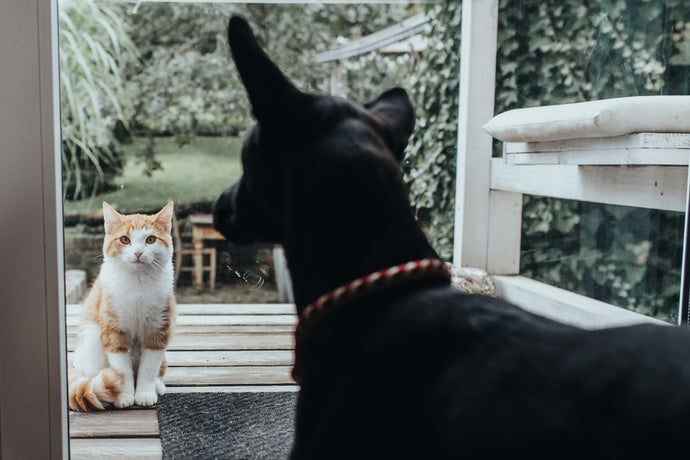 How can dog and cat live together in piece?