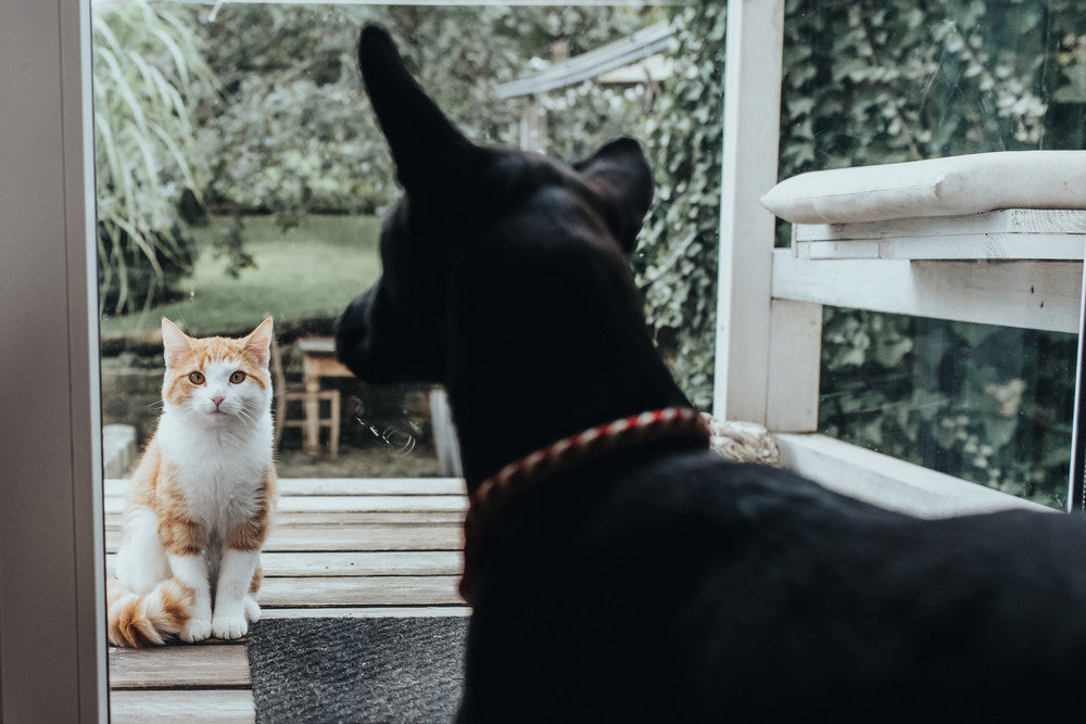 dog looking at cat through glass door