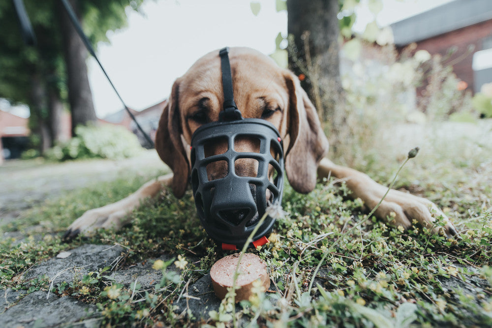 dog laying down outside with muzzle on