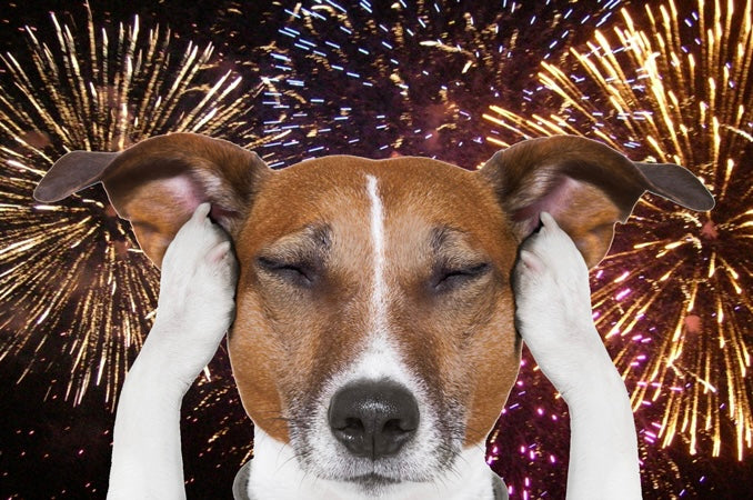 dog closing ears from fireworks