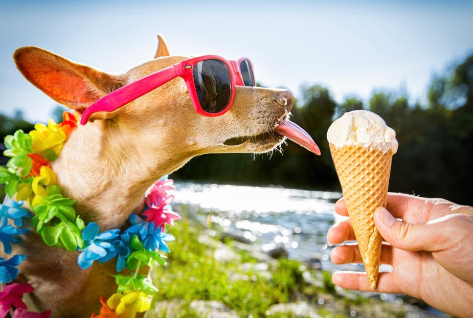 Dog Ice cream