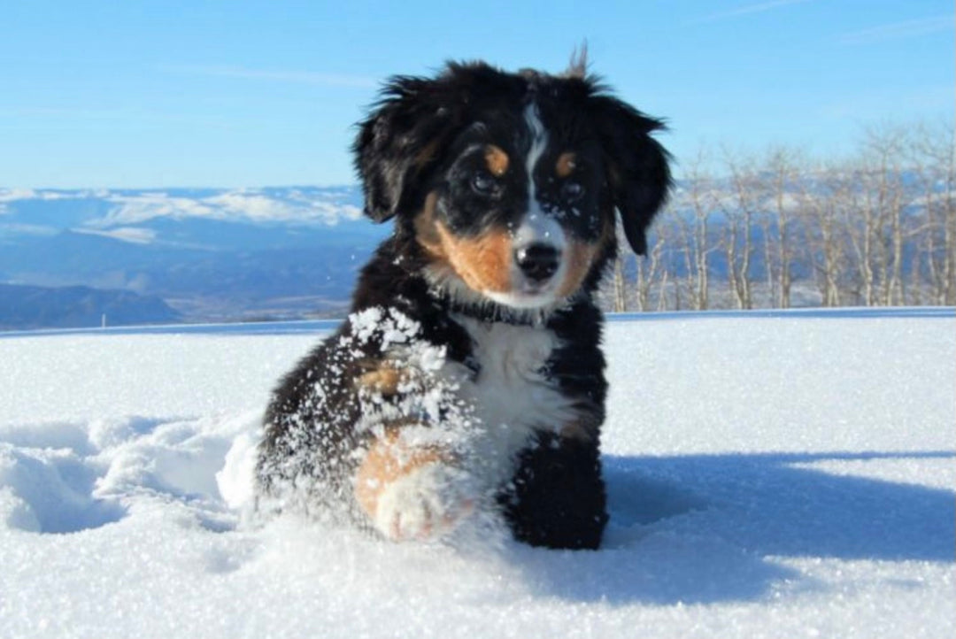 Puppy playing in the snow