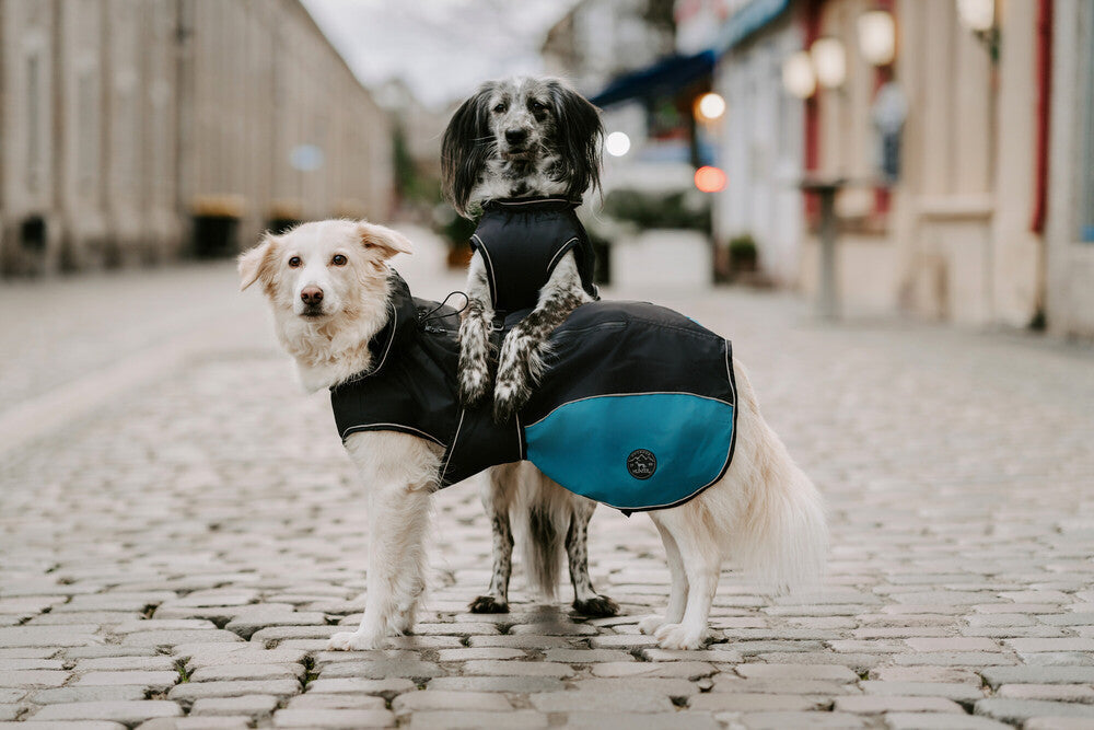 Dogs posing in coats