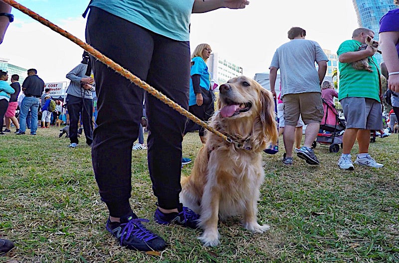 hunter dog on a leash