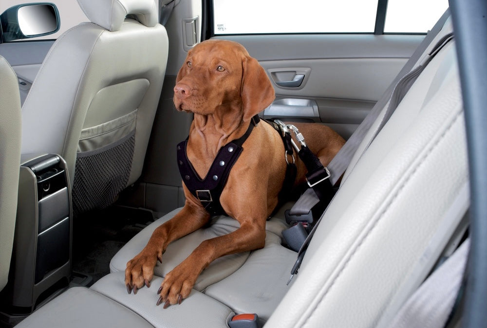 vizsla in bar with Hunter Pet store harness