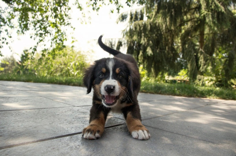 puppy play fighting