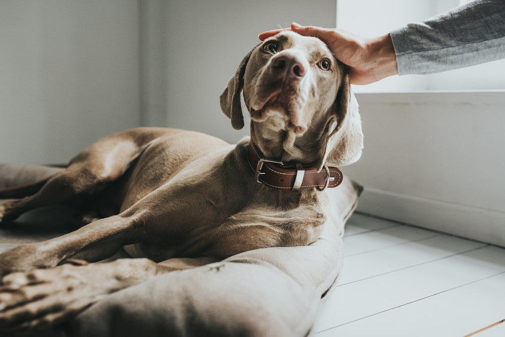 Weimaraner laying down being pet on its head