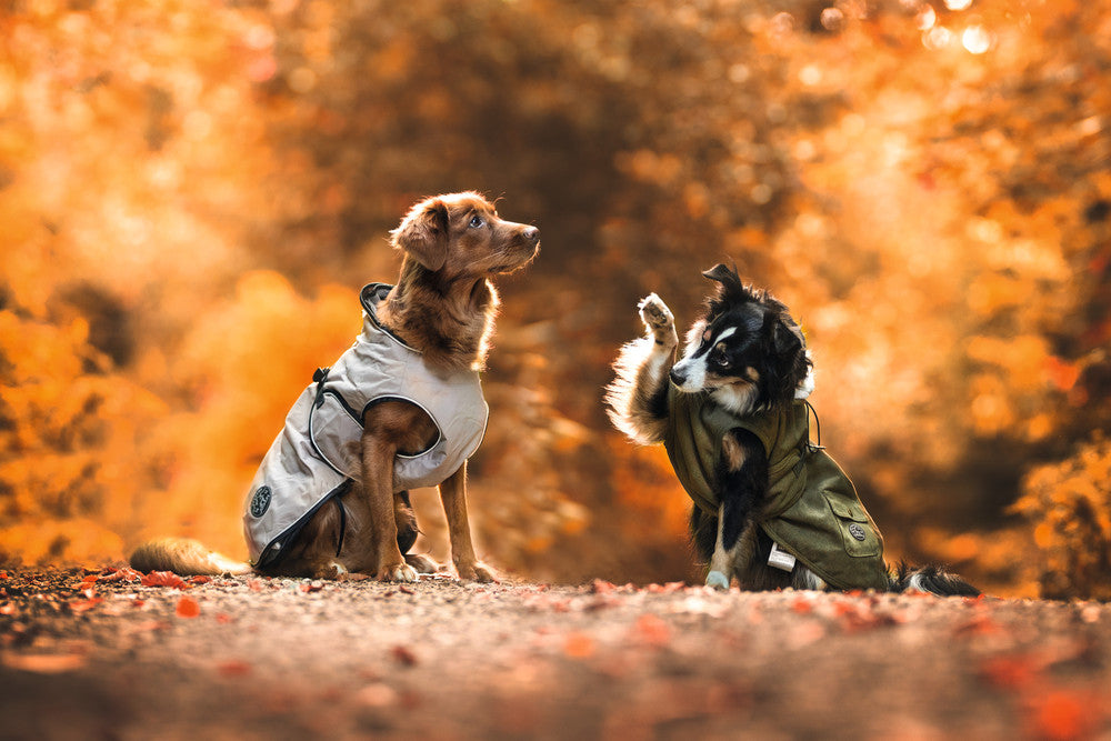 How to prepare your dog for fall?