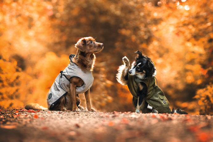 How to prepare your dog for fall?