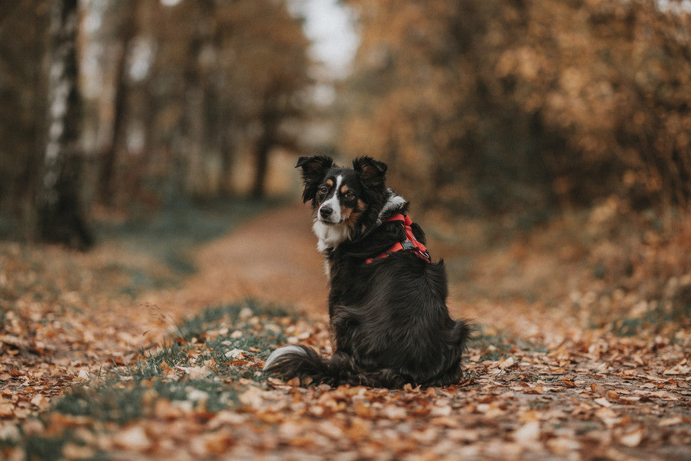 Australian Shepard sitting in the fall leafs in red harness