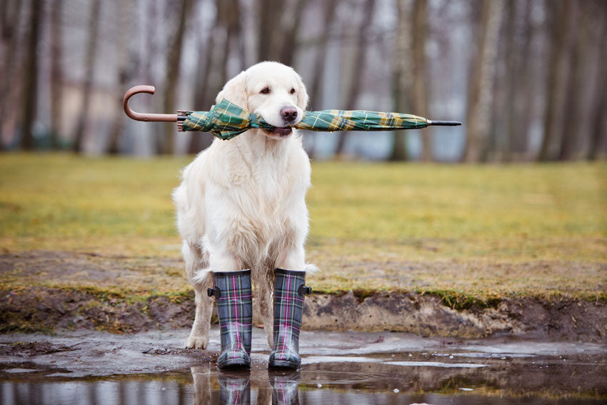 dog wear rainbows with umbrella in mouth