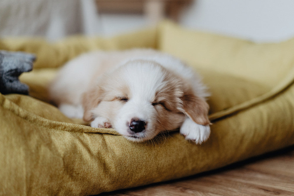 Every day rituals of our four-legged friends