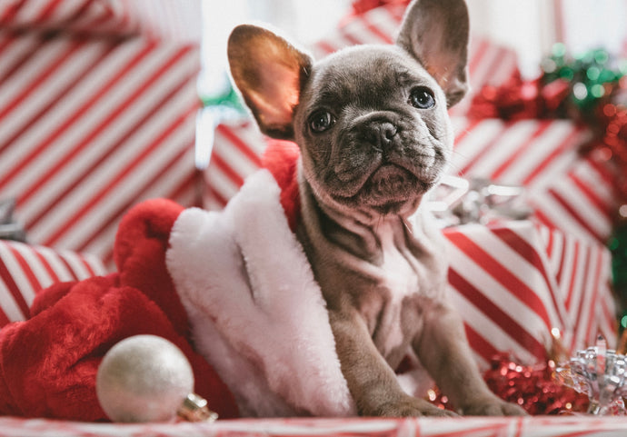 A puppy - the best gift ever! 7 tips before you bring it home