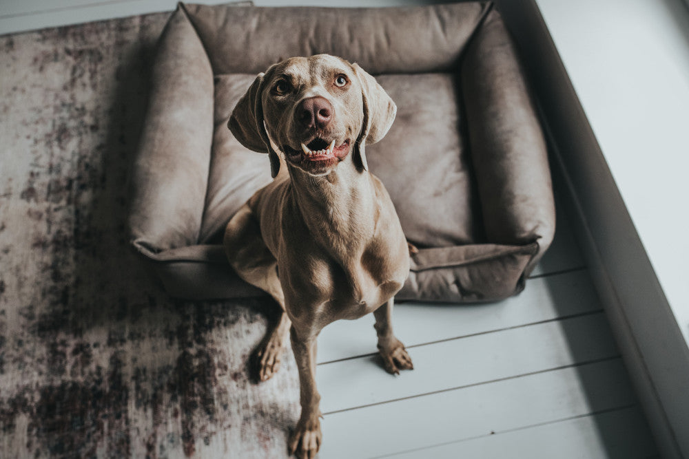 Curiosities from the dog empire