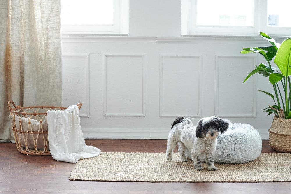 How to keep your dog busy at home