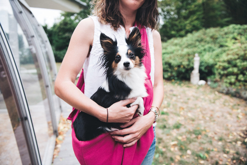 Dog carried in hot pink sling