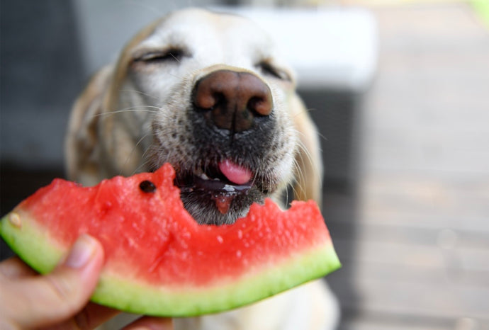 Which food helps to cool your dog down?