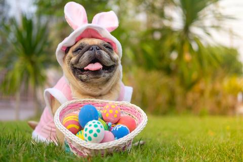 French bulldog with easter eggs wearing bunny ears