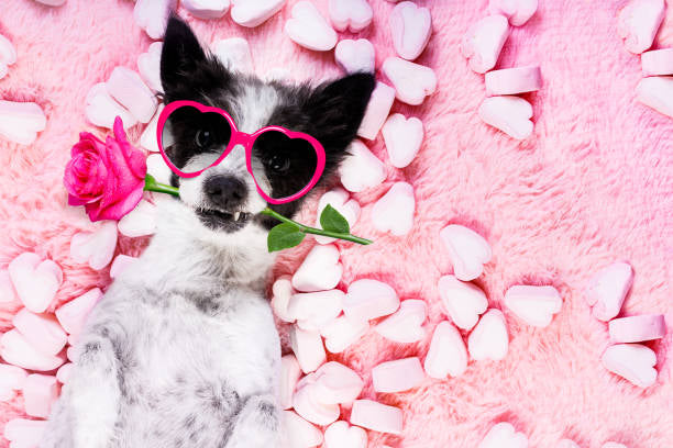 Enjoy the Valentine’s Day with your dog