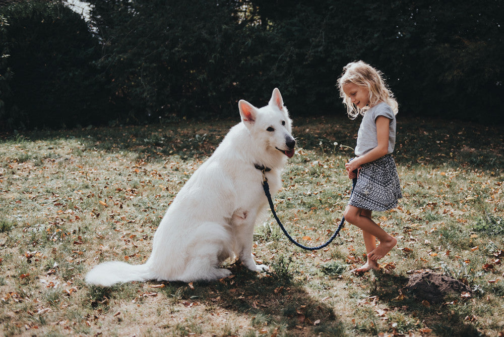 5 Rules how to train your new puppy