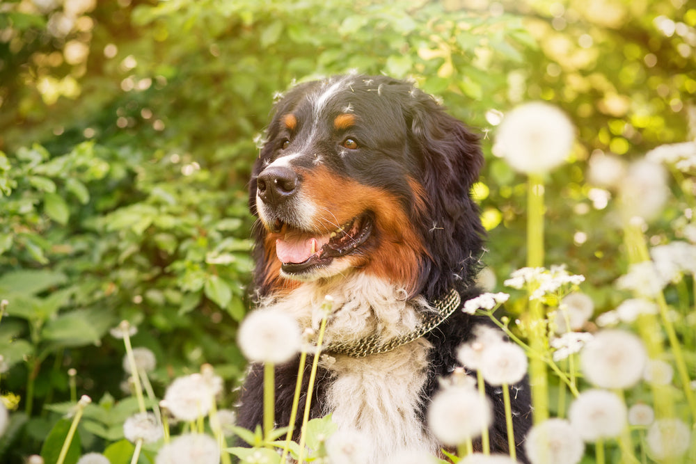 All you wanted to know about dog allergies