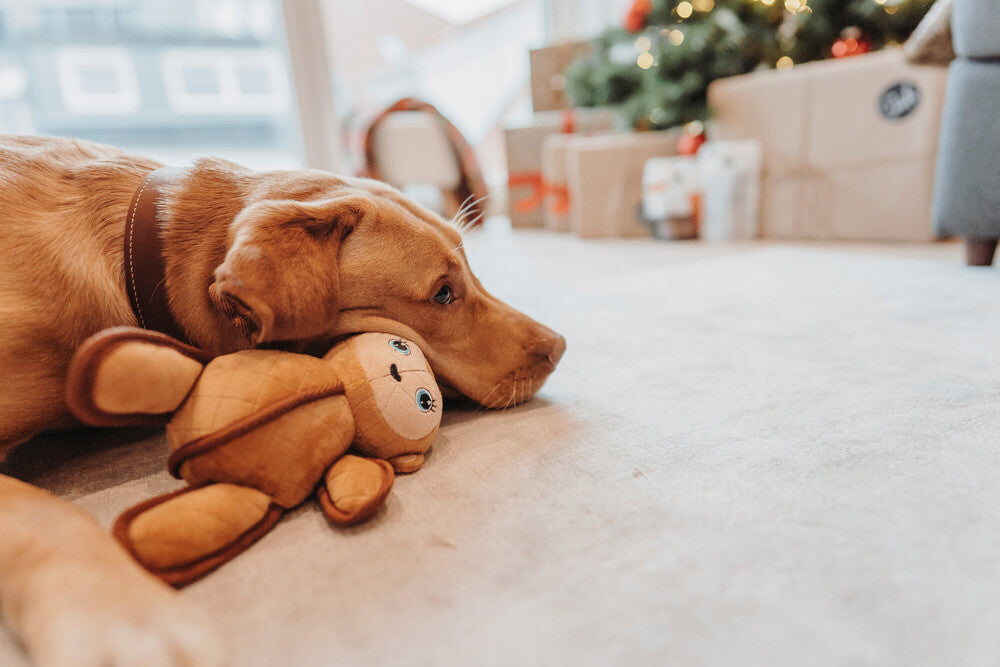 Celebrate Christmas with your dog in piece