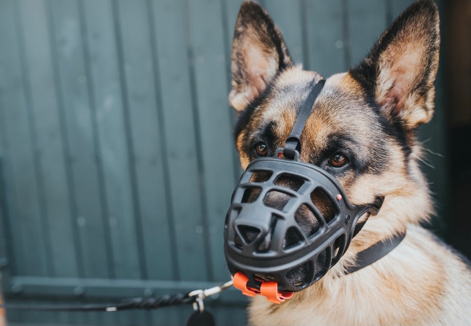 Great training helper - muzzle ALBURY