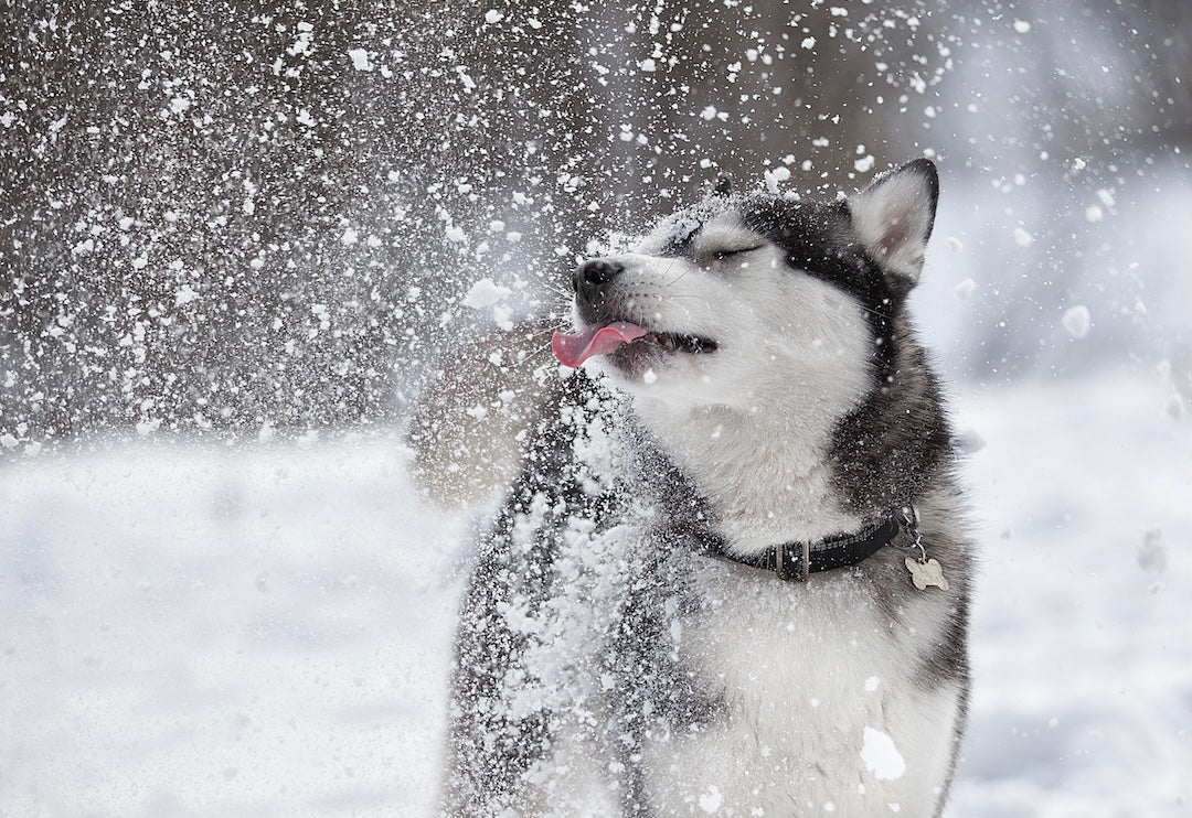 YAY! The snow is coming soon again