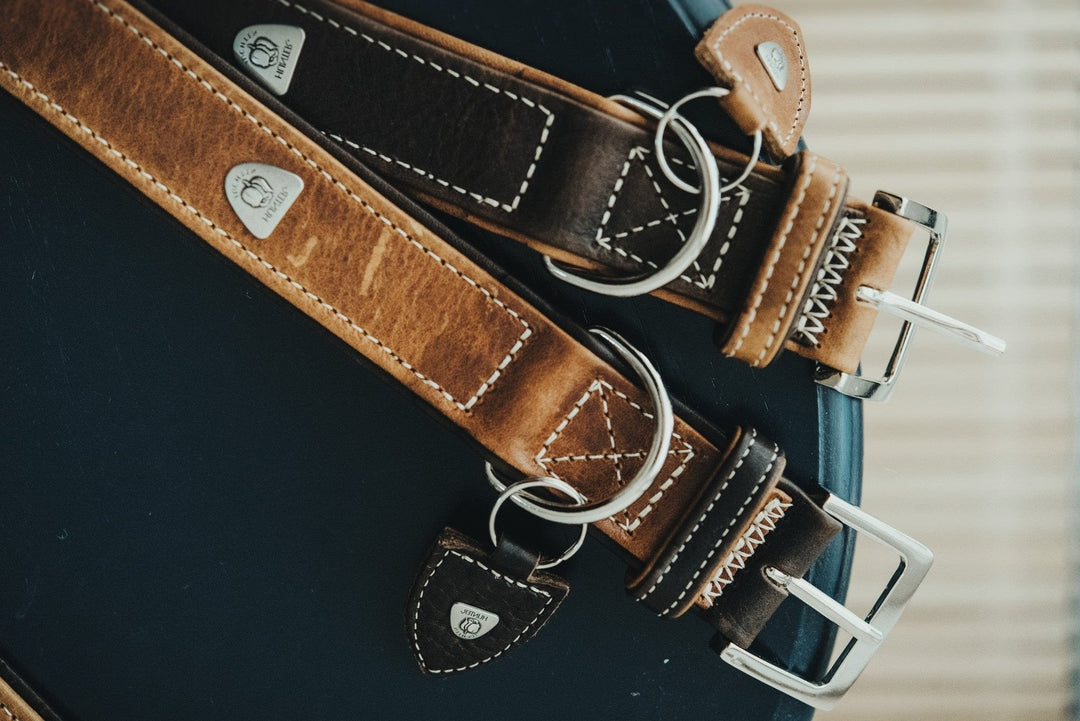 Leather Collars for Sensitive-Skinned Dogs