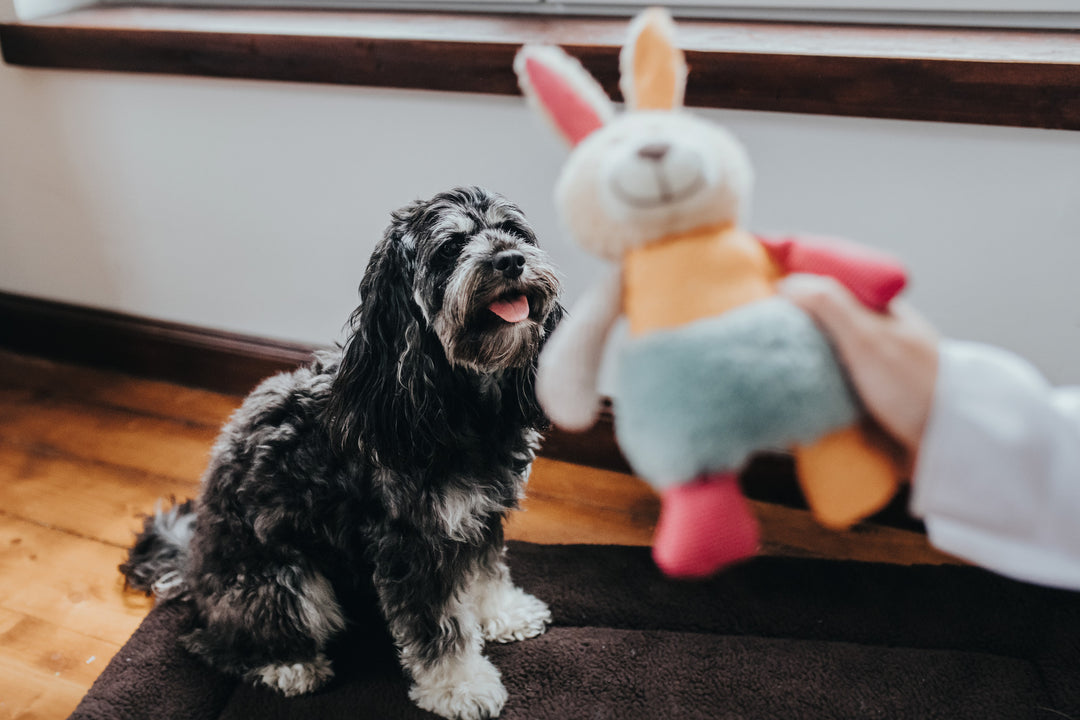 The Best Products for Your Cockerpoo: Grooming, Accessories, and Toys