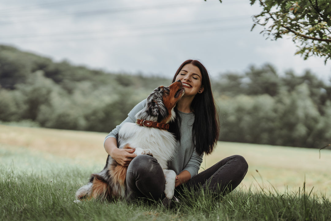 Unveiling the Australian Shepherd: A Versatile and Loyal Canine Companion