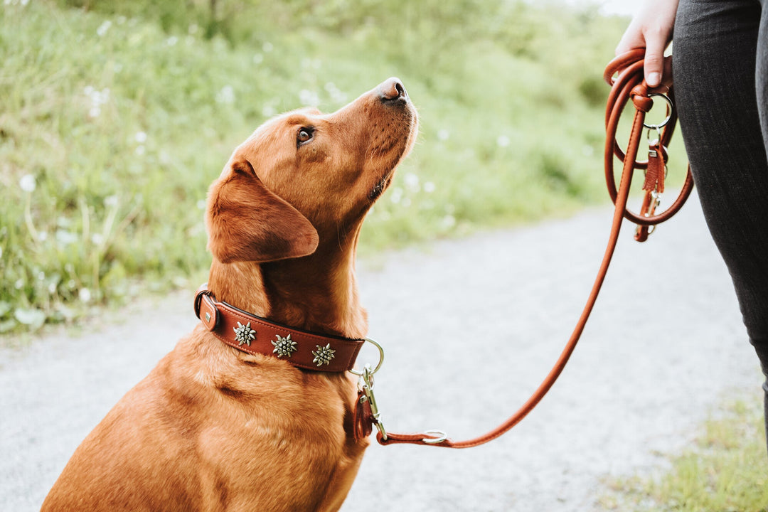 How to Train Your Dog Using a Leather Leash