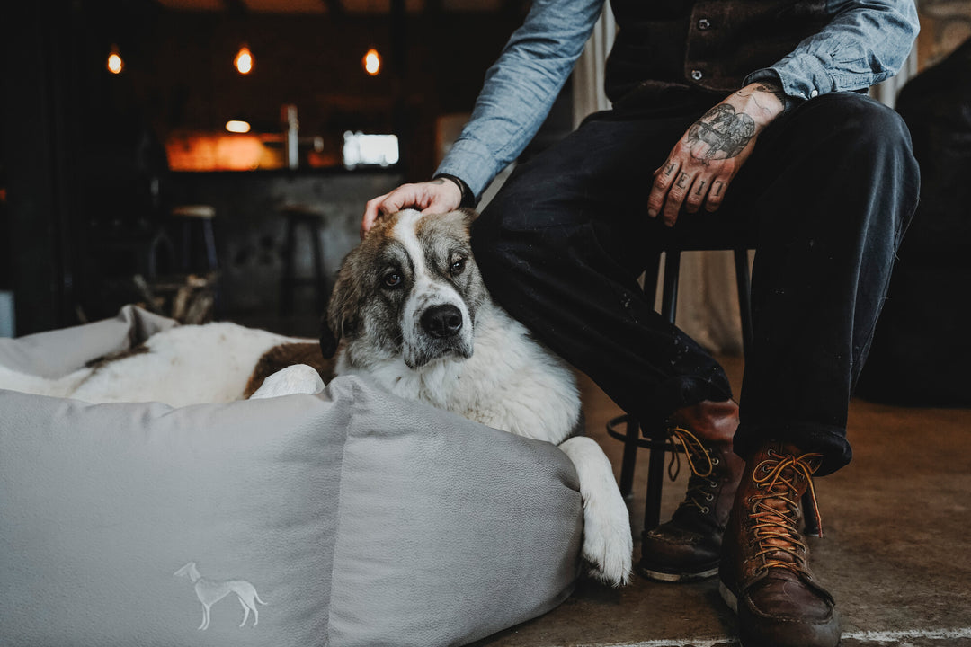 Caring for Your Senior Companion: Essential Tips for Senior Dog Care