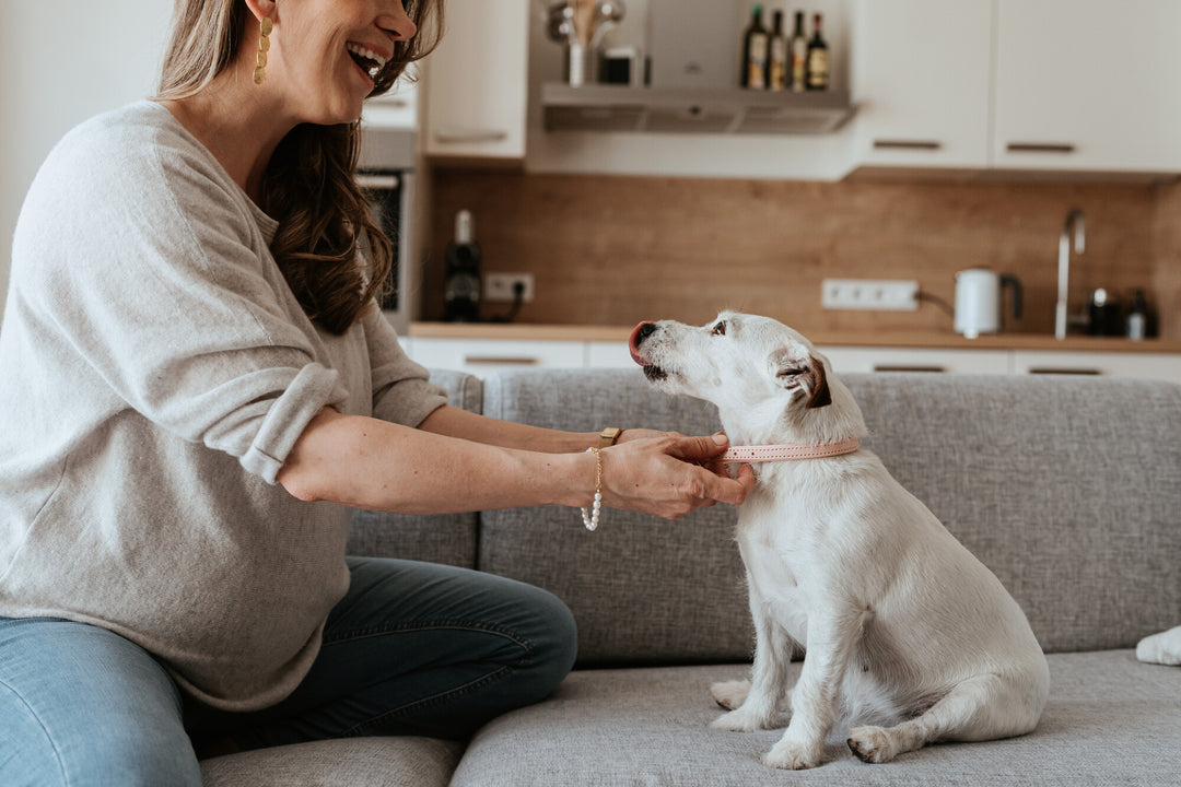Top 10 Must-Have Dog Products for New Pet Owners