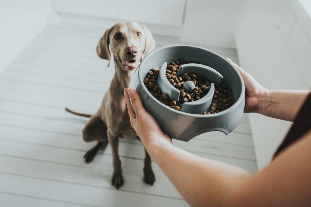 dog looking into slow feeding bowl