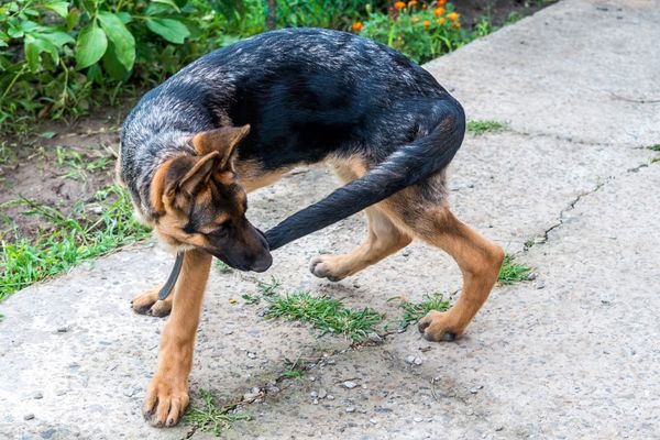 dog biting its own tail