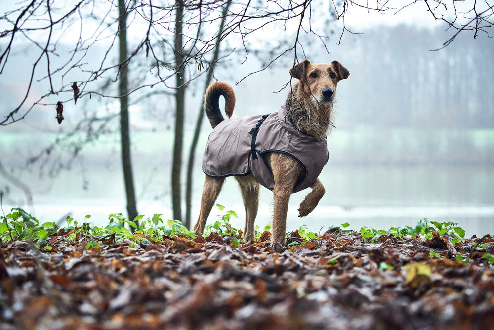 Dog posing in raincoat