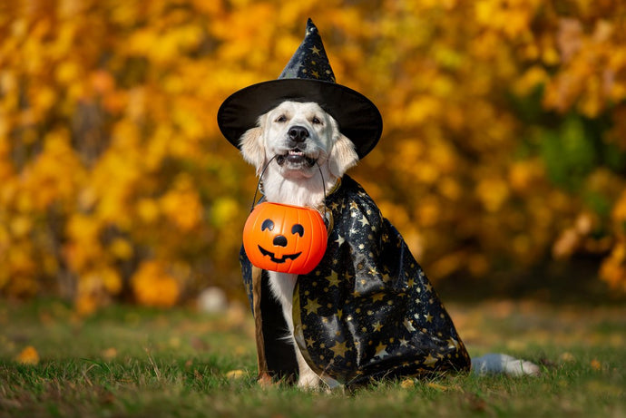 Make sure your dog's Halloween isn't scary at all