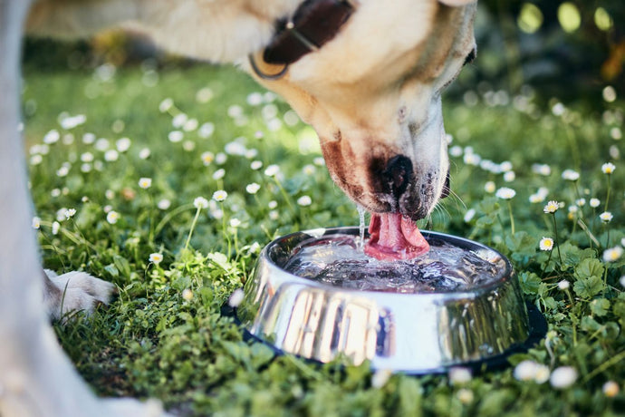 Do you know how dogs drink?