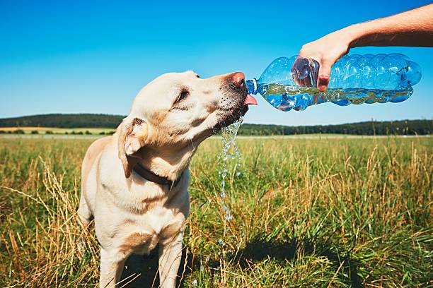 It's summer...Keep your dog hydrated.