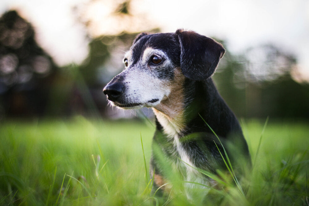 dog looking out into field