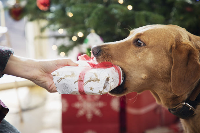 Does your dog get Christmas gifts too?
