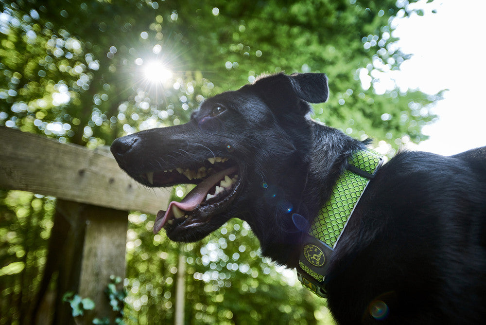 Keep your dog from overheating